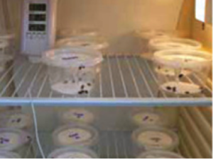 Insect samples are kept at appropriate temperatures