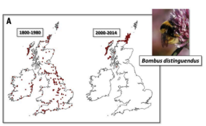 Bombus