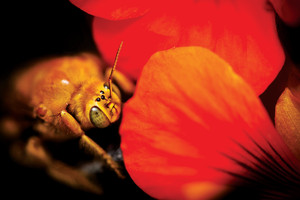 Xylocopa bees suspecta Jundiaí
