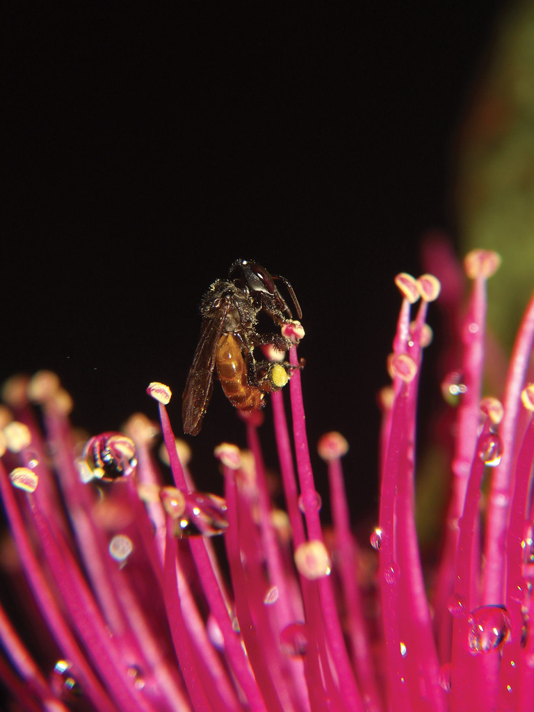 sin aguijón, opción de creación de insectos para la polinización, la empresa Promip, Ciudad Coelho Ingeniero (SP)