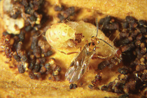 Vespa Bracon hebetor, created the company Bug, attacks moth larva (Ephestia sp.)