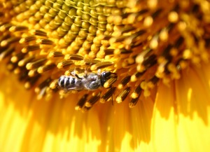 bee-I-300x217