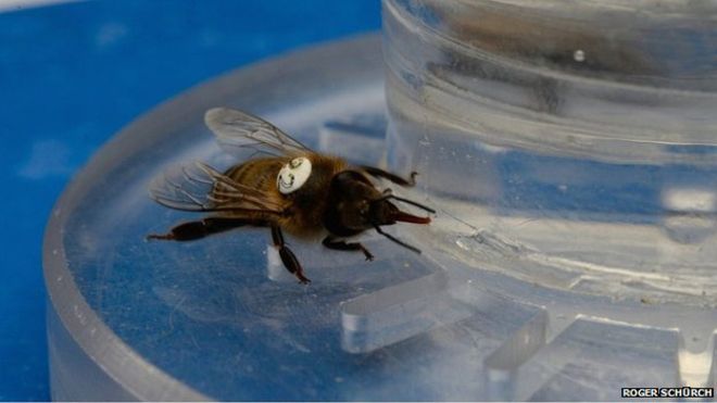 The research team used caffeine nectar to test its effects on bees (Photo: Roger Schürch)