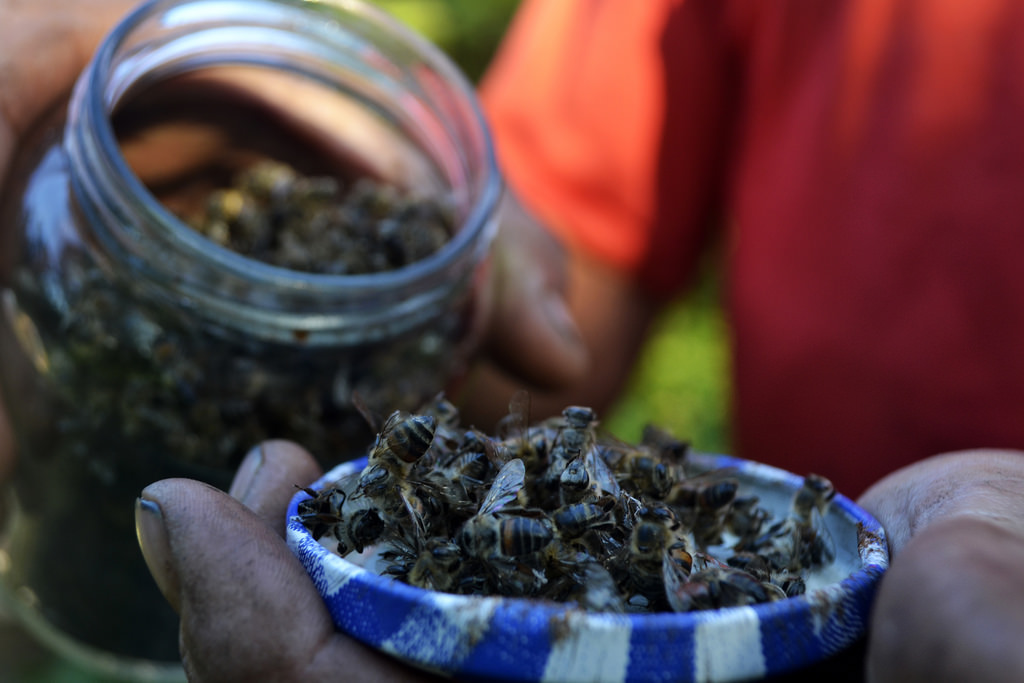Beekeepers say the killing of entire hives is linked to GM soy