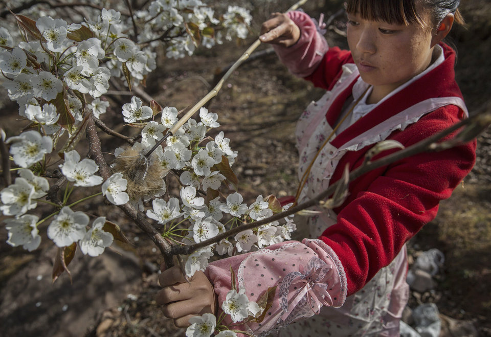 HANYUAN, CHINA - A farmer I MEIX, 26, pollinates a tree Pears. (Foto Kevin Frayer / Getty Images)