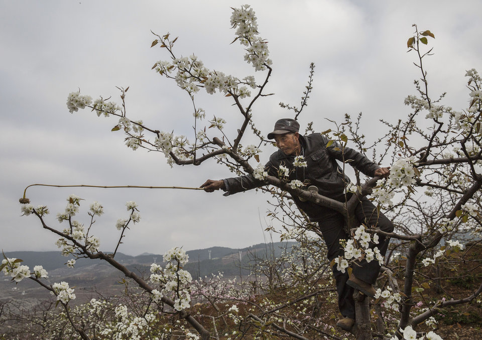 HANYUAN, CHINA -MARCA 25: El granjero chino He Guolin, 53, trepa en un árbol durante la polinización manual en sus perales en marzo 25, 2016 en el condado de Hanyuan, Provincia de Sichuan, China. El uso intensivo de pesticidas en los árboles frutales en el área causó una disminución severa en las poblaciones de abejas silvestres., y los árboles ahora se polinizan a mano para producir mejores frutos. Los agricultores polinizan la flor de pera individualmente. El condado de Hanyuan se describe a sí mismo como la "capital mundial de las peras", pero la viabilidad a largo plazo de la polinización manual se ve desafiada por el aumento de los costos laborales y la disminución de los rendimientos de fruta. Un reciente informe de biodiversidad de las Naciones Unidas advirtió que las poblaciones de abejas, mariposas, y otras especies polinizadoras podrían enfrentar la extinción debido a la pérdida de hábitat, contaminación, pesticidas, y cambio climático. Señaló que la polinización animal es responsable de 5-8% de la producción agrícola mundial, lo que significa que las disminuciones plantean riesgos potenciales para los principales cultivos y suministro de alimentos del mundo. (Foto de Kevin Frayer / Getty Images)