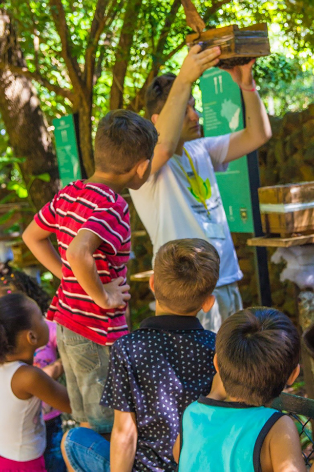 Los niños ven un nido de abejas sin aguijón en el meliponario de los bosques.