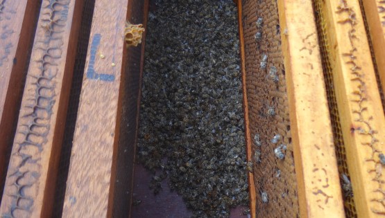 Colmeia com abelhas mortas dentro Foto Daniel Gonçalves