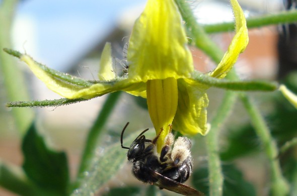 Abelha Exomalopsis analis em flor de tomate | Foto: Paula C. Montagnana