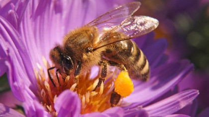 Bee Apis es utilizado por apicultores