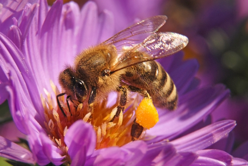 Bee Apis is used by beekeepers