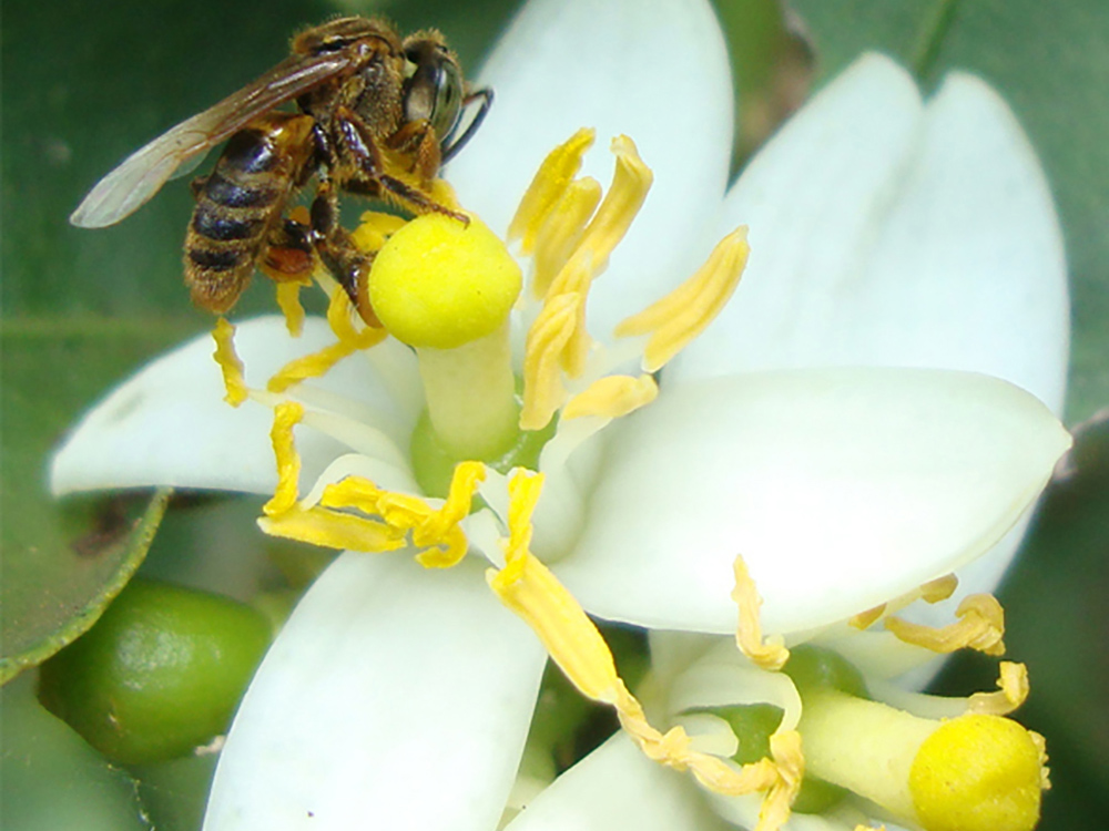 Plantas para preservação das abelhas