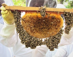 Image of a beekeeper holding a swarm