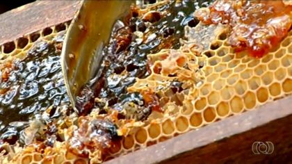 Tocantins produz cerca de 70 toneladas de mel anualmente — Foto: Reprodução/TV Anhanguera