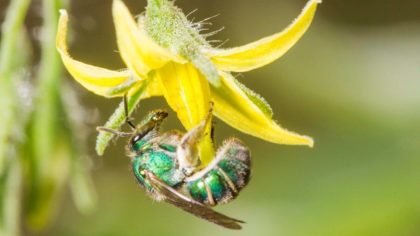abeja solitaria en flor-de-tomate-sidney-cardoso