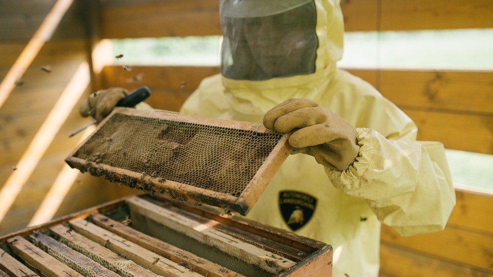 Researchers are assisted by two cameras, one inside and one outside the hive, that show the behavior of bees