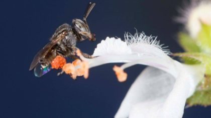 Mirim preguiça pousada em uma flor de manjericão