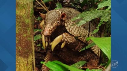 Canary armadillo caught by Ornithologist Tomaz Nascimento