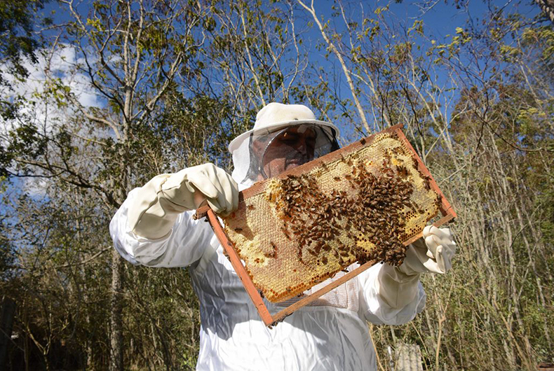 Enumerar Abejas de 1 a 10 en